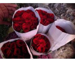 Sahil florist