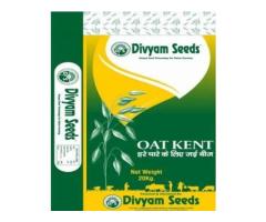 DIVYAM SEEDS SRIGANGANAGAR