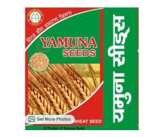 Yamuna Seeds Pvt Ltd Indri